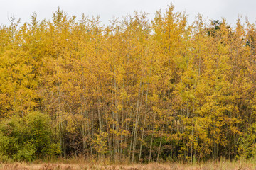 Fototapeta premium RMNP-Aspentrees9