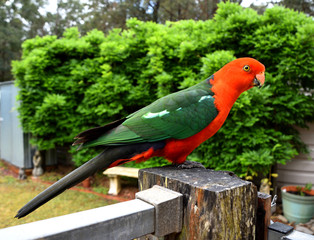 King Parrot on Fence © Binikins