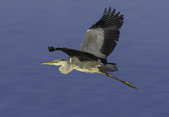 Grey Heron in flight, Closeup Portrait