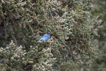 RMNP-StellarsJayBird5