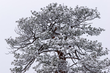 RMNP-Snowtrees2
