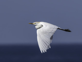 Cattle Egret in Flight Over Sea