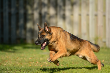 German Shepherd in action