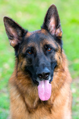 German Shepherd on the green grass