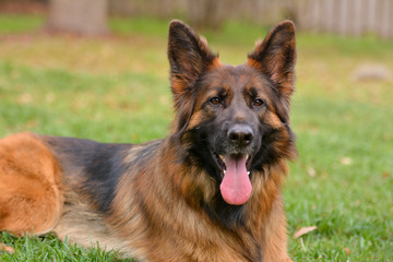 Long haired red and black German shepherd dog outdoors