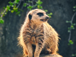 Meerkat Closeup