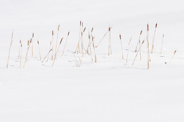 Cattails in the snow