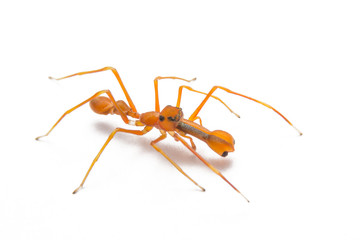 Kerengga ant-like jumper isolated on a white background.