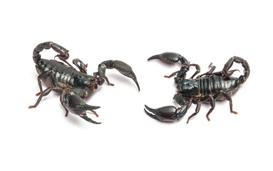 Scorpion isolated on white background
