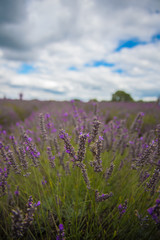 Obraz premium Close up on Lavender field, UK.
