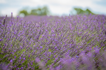 Obraz premium Lavender field, UK.