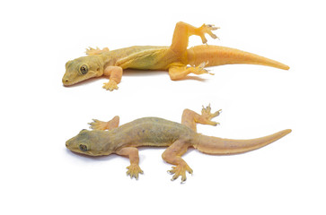 Gecko lizard isolated on white background.