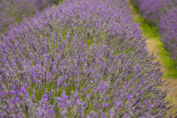 Naklejka na ściany i meble Lavender field, UK.