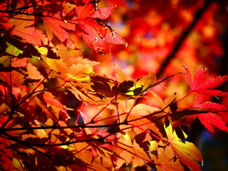 紅葉
