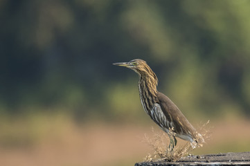 Indian Pond Heron Sitting on Wall