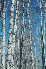 Abstract birch trees with a blue sky