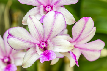 Beautiful purple orchid, Dendrobium.