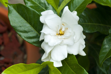 Obraz premium Gardenia jasminoides in Guatemala