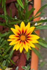 Cosmos yellow flower in Guatemala, tropical.