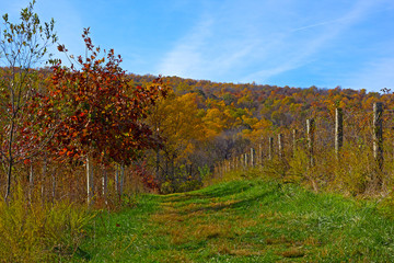 Fototapeta premium Park conservation area in autumn. Young tree grow protected in special area of the park.