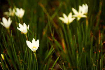 White zephyranthes flowers blooming