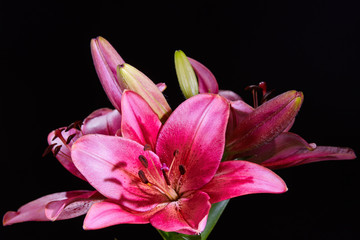 Red lily flower
