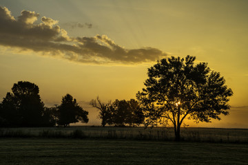 Fototapeta na wymiar A soft orange countryside sunrise shines through a silhouetted tree.