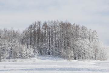 樹氷