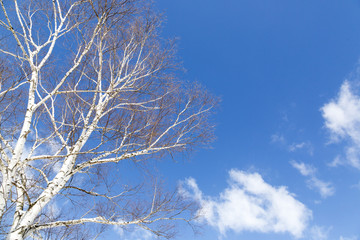 白樺と青空