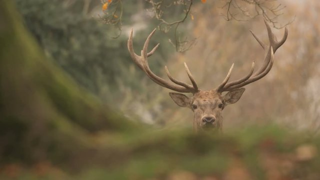 red deer in rutting season - 5k red epic footage