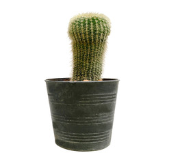 Cactus in the pot / isolated white background