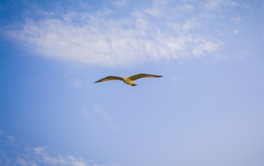 photo seagull flying on clear blue sky