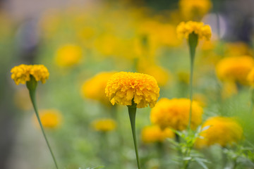 Marigold in the garden