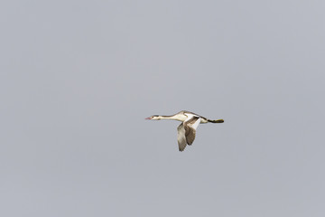 カンムリカイツブリ飛翔
