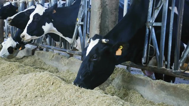 Holstein cows eating hay from manger on farm
