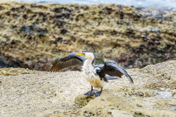 Cormorant, Manly, Australia