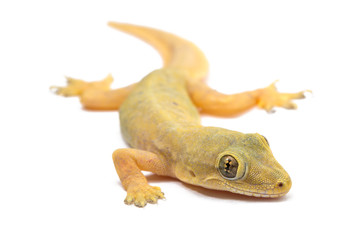 Gecko lizard isolated on white background