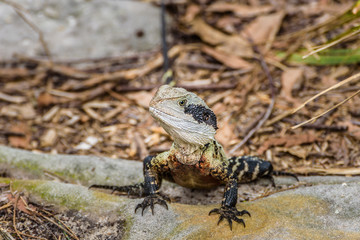 Australian water dragon, Sidney, Australia.