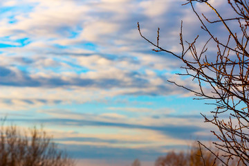 The bare branches without leaves on the background of cloudy sky