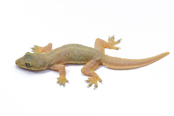 Obraz premium Gecko lizard isolated on white background