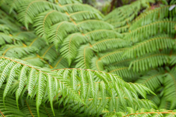 Fern, New Zealand.
