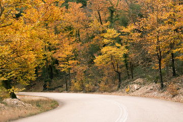 Obraz premium autumn road yellow leaves in Tzoumerka Eprirus Greece