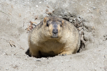 Funny marmot peeking out of a burrow in Himalayas mountain, Ladakh, India