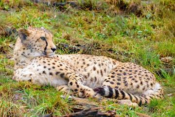 Cheetah sitting on grass