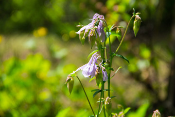 Delicate columbine flower (Aquilegia vulgaris) in garden