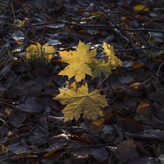 Autumn in Malmö Skåne Sweden