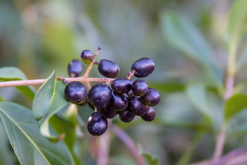 Berries of common privet (Ligustrum vulgare) on autumn