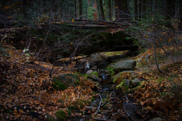 Incredible fallen giant Sequoia tree over a babbling brook with beautiful autumn leaves in Sequoia National Park.