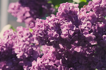 Blooming lilac in soft processing, toned