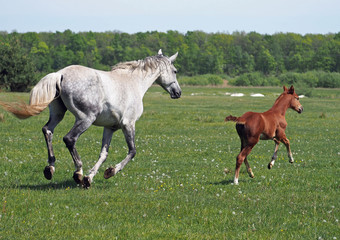 Fototapeta premium Mare with a foal gallop away on a green meadow